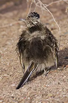 Californianus: Greater Roadrunner