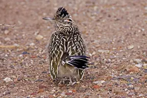 Californianus: Greater Roadrunner