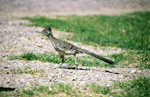 Californianus: Greater Roadrunner