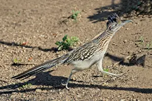 Californianus: Greater Roadrunner