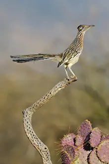 Californianus: Greater Roadrunner