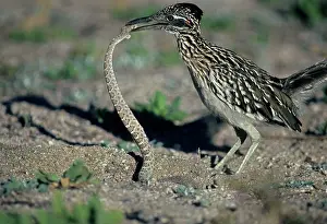 Roadrunners: Greater Roadrunner - Catching rattlesnake