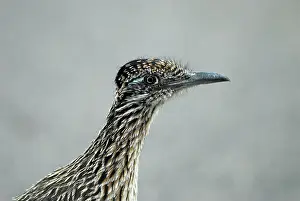 Roadrunners: Greater Roadrunner - close up of head