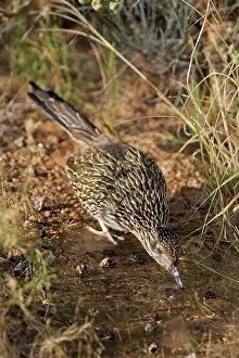 Roadrunners: Greater Roadrunner - Drinking at pond
