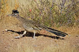 Roadrunners: Greater Roadrunner - Eating with food in beak