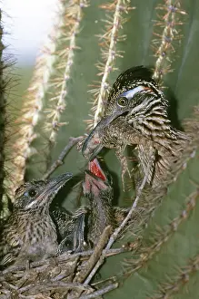 Roadrunner: Greater Roadrunner feeding nestlings