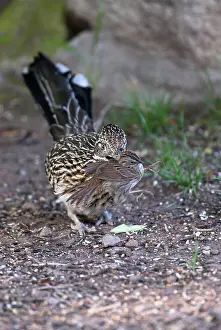 Roadrunners: Greater Roadrunner - With freshly caught sparrow species