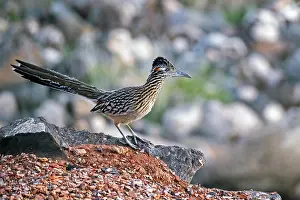 Californianus: Greater roadrunner (Geococcyx californianus), chaparral