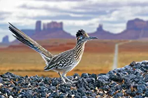 Californianus: Greater roadrunner (Geococcyx californianus), chaparral