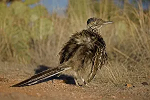 Californianus: Greater Roadrunner (Geococcyx californianus) - Arizona