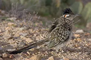 Californianus: Greater Roadrunner (Geococcyx californianus) - Arizona
