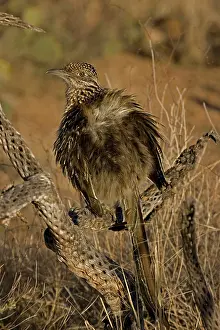 Californianus: Greater Roadrunner (Geococcyx californianus) - Arizona