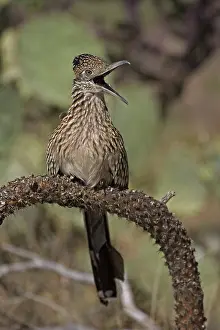 Californianus: Greater Roadrunner (Geococcyx californianus) - Arizona - Per