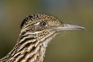 Californianus: Greater Roadrunner (Geococcyx californianus) - Arizona - Hea