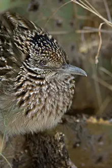 Californianus: Greater Roadrunner (Geococcyx californianus) - Arizona - Roo