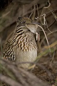 Californianus: Greater Roadrunner (Geococcyx californianus) - Arizona - Swa