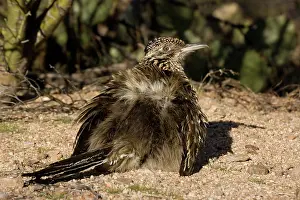Californianus: Greater Roadrunner (Geococcyx californianus) - Arizona - War