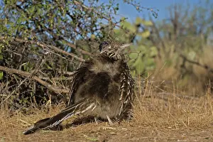 Californianus: Greater Roadrunner (Geococcyx californianus) - Arizona - War