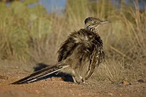 Californianus: Greater Roadrunner (Geococcyx californianus) - Arizona - War