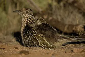 Californianus: Greater Roadrunner (Geococcyx californianus) - Arizona - War