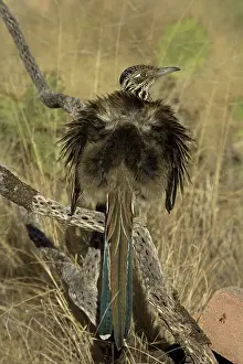 Californianus: Greater Roadrunner (Geococcyx californianus) - Arizona - War