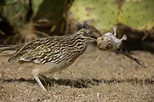 Californianus: Greater Roadrunner (Geococcyx californianus) - Arizona - Wit