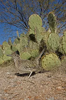 Californianus: Greater Roadrunner (Geococcyx californianus)In Sonoran Deser