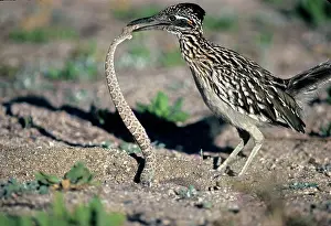 Roadrunner: Greater Roadrunner (Geococcyx callifornianus) - Catching rat