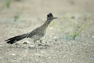 Roadrunners: Greater Roadrunner - On ground with foot raised
