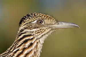 Roadrunners: Greater Roadrunner - head shot