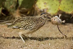Roadrunners: Greater Roadrunner - with kangaroo rat in beak