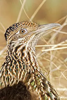 Roadrunners: Greater Roadrunner - Large-crested-terrestrial