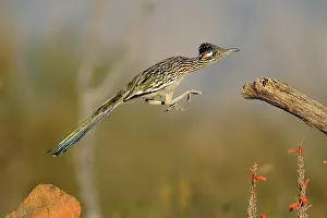 Leaps: Greater Roadrunner Leaping