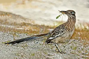 Californianus: Greater Roadrunner with nest material