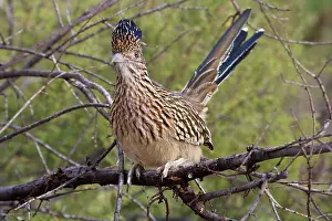Roadrunners: Greater Roadrunner - Perched on branch