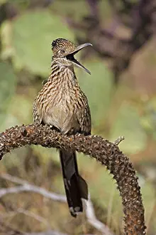 Cholla: Greater Roadrunner - Perched on cholla cactus branch