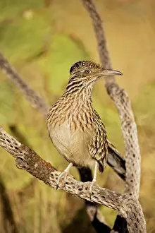 Cholla: Greater Roadrunner - Perched on cholla cactus branch