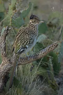 Californianus: Greater Roadrunner Perched - (Geococcyx californianus)