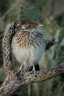 Californianus: Greater Roadrunner Perched - (Geococcyx californianus)