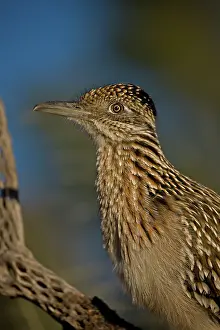 Californianus: Greater Roadrunner Portrait (Geococcyx californianus)