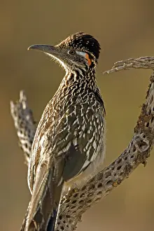 Californianus: Greater Roadrunner Portrait (Geococcyx californianus)