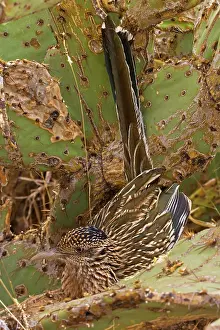 Roadrunners: Greater Roadrunner - In prickly pear cactus