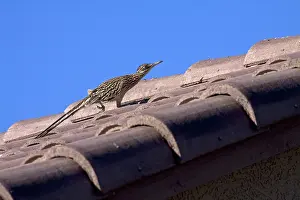 Californianus: Greater Roadrunner on roof