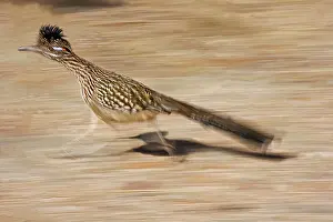Roadrunners: Greater Roadrunner - Running