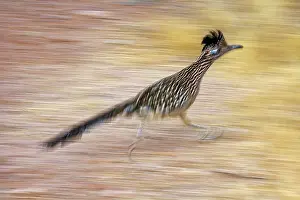 Roadrunners: Greater Roadrunner - Running