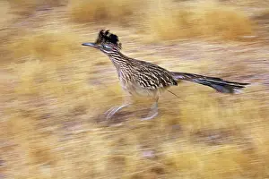 Roadrunners: Greater Roadrunner - Running