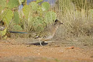 Roadrunners: Greater Roadrunner Running
