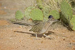 Roadrunners: Greater Roadrunner - running