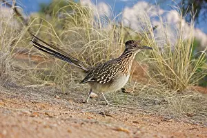 Roadrunners: Greater Roadrunner - running