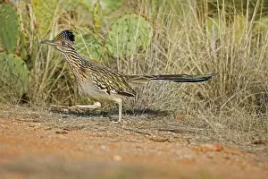 Roadrunners: Greater Roadrunner - running
